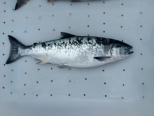 Coho Salmon Silver